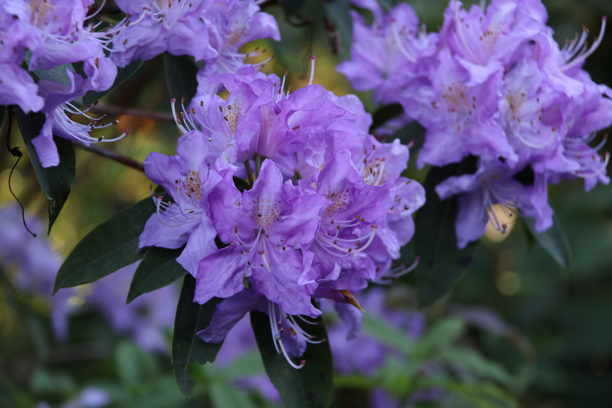 R. augustinii